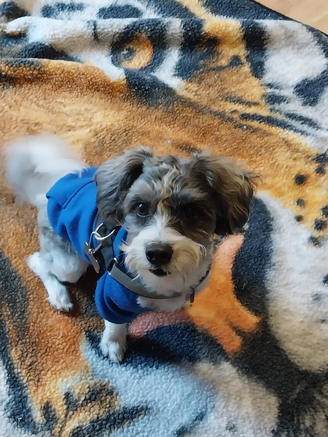 Dog care in Lake Norman area